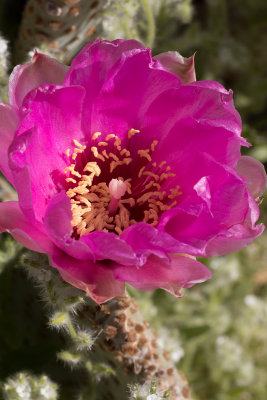 Pinkflower Hedgehog Cactus