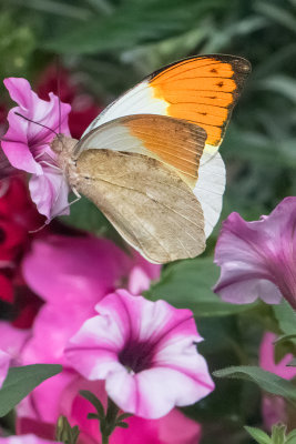 2017 Butterfly Jungle