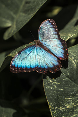 Common Blue Morpho