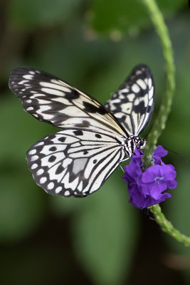 2017 Butterfly Jungle