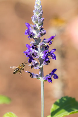 Bee visiting salvia sage