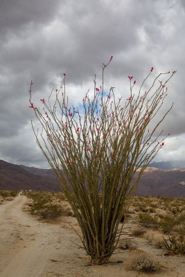 Ocotillo in bloom