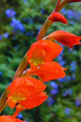 Garden Macros 7 - Autumn