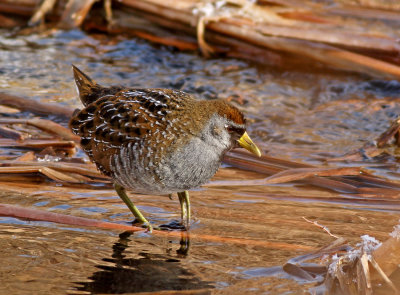 Rails, Coots, Limpkin and Cranes
