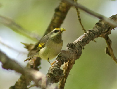 Golden-winged Warbler