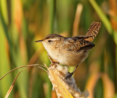 Wrens and Dippers