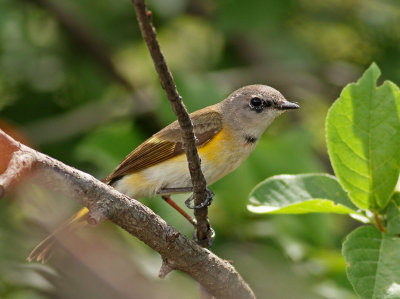 American Redstart