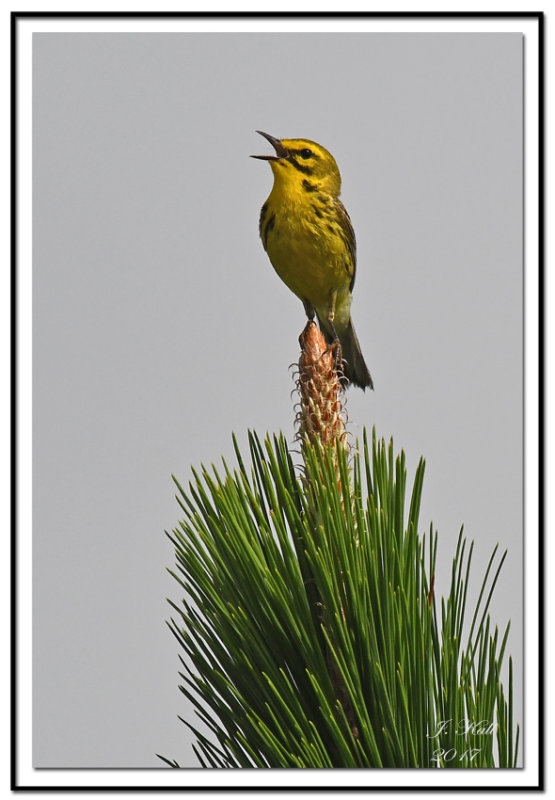 Prairie Warbler