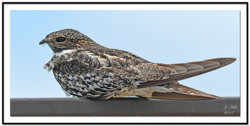 Common Nighthawk