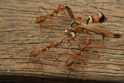 Wasp vs Weaver ants