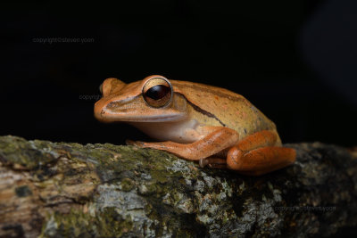 Four-lined tree frog