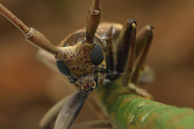 Long Horn Beetle