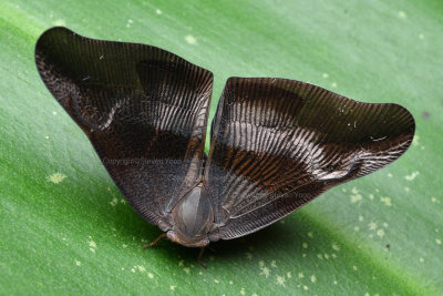 Moth-like Planthopper