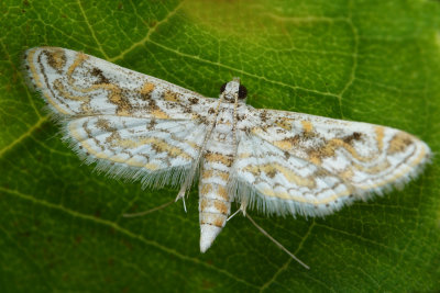 Hydrilla Leafcutter Moth