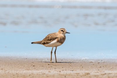 Shorebirds