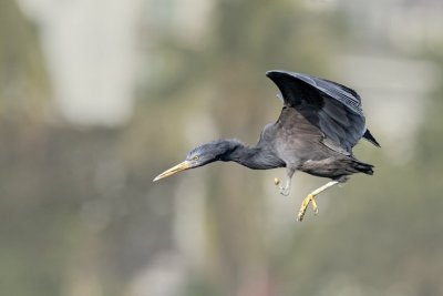 Pacific Reef Egret