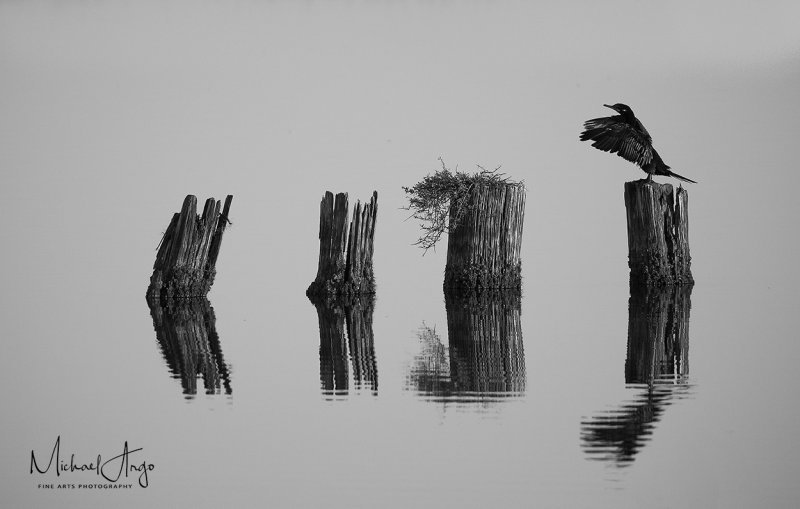 Cormorant in Mono 10.30.17.jpg