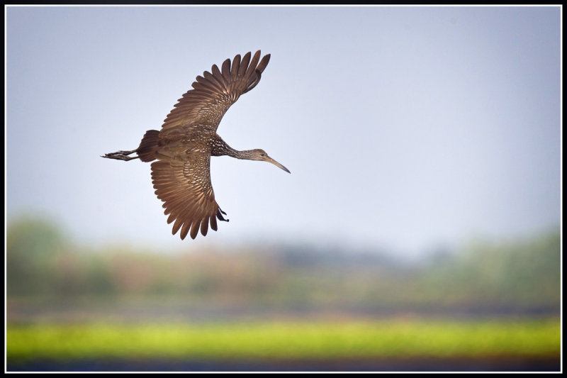 Limpkin