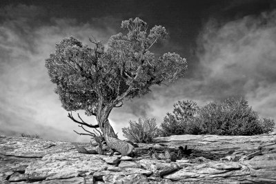 Lone Juniper