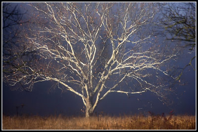 Sycamore Tree (Platanus occidentalis)