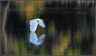 Great Egret 