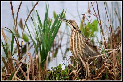 American Bittern (Botaurus lentiginosus)