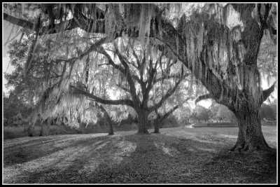 Live Oaks and Spanish Moss