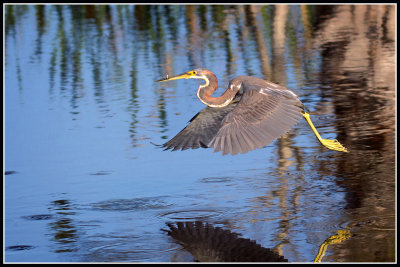 Tricolored Heron (Egretta tricolor)