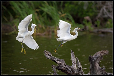 Snowy Egrets, Aggressive Behavior