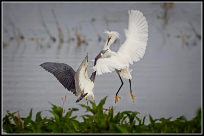 Snowy Egret and Tricolored Heron 2