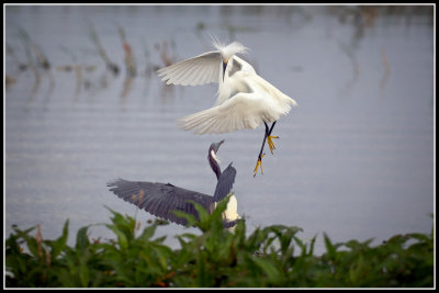 Snowy Egret and Tricolored Heron 3