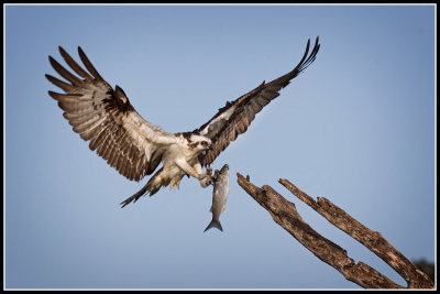 Ospery With Fish