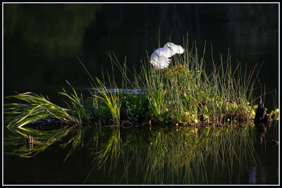 Snowy Egret