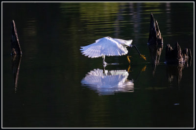 Snowy Egret