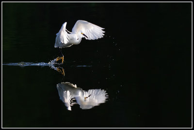 Snowy Egret