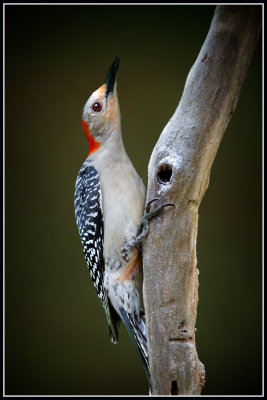 Red-bellied Woodpecker (Melanerpes carolinus)