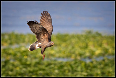 Snail Kite (Rostrhamus sociabilis)