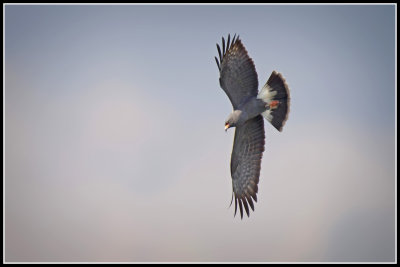 Snail Kite (Rostrhamus sociabilis)