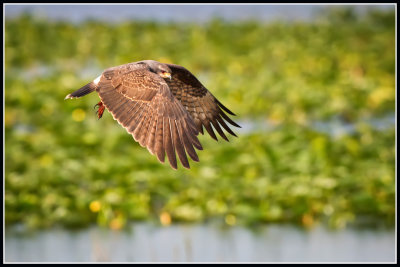 Snail Kite (Rostrhamus sociabilis)