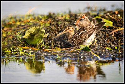 Wilson's Snipe (Gallinago delicata) 