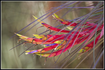 Bromeliad Flower (Tillandsia fasciculata)