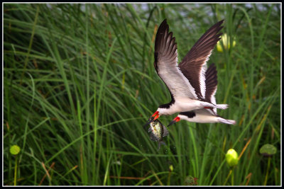 Black Skimmers with Perch