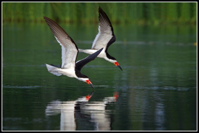 Black Skimmers (Rynchops niger)