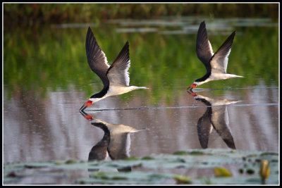 Black Skimmers