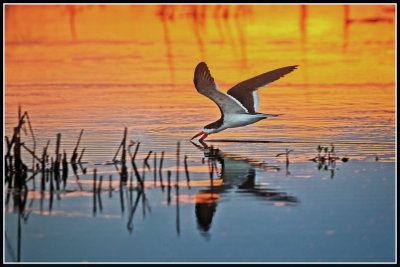 Black Skimmer at Sunrise