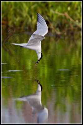 Forster's tern (Sterna forsteri)