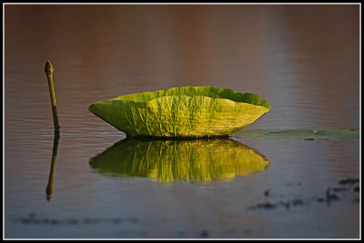 Lily Pad