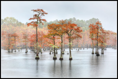 Cypress Trees in Fall Colors