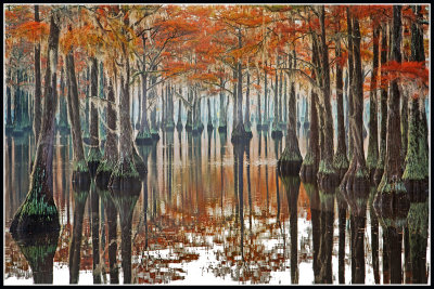 Fall Cypress Pond