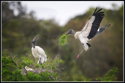 Wood Storks at Nest